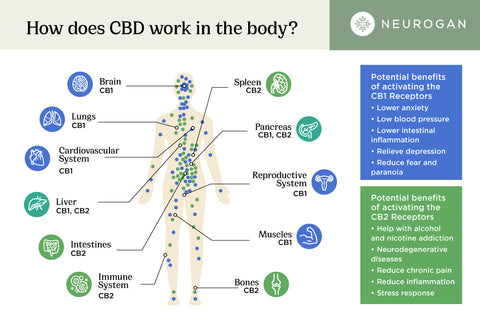 Infographic showing the human body and how CBD and the Endocannabinoid System work.