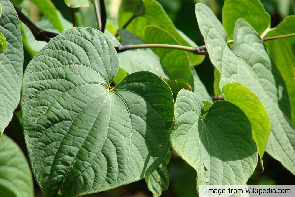 Kava leafs close up