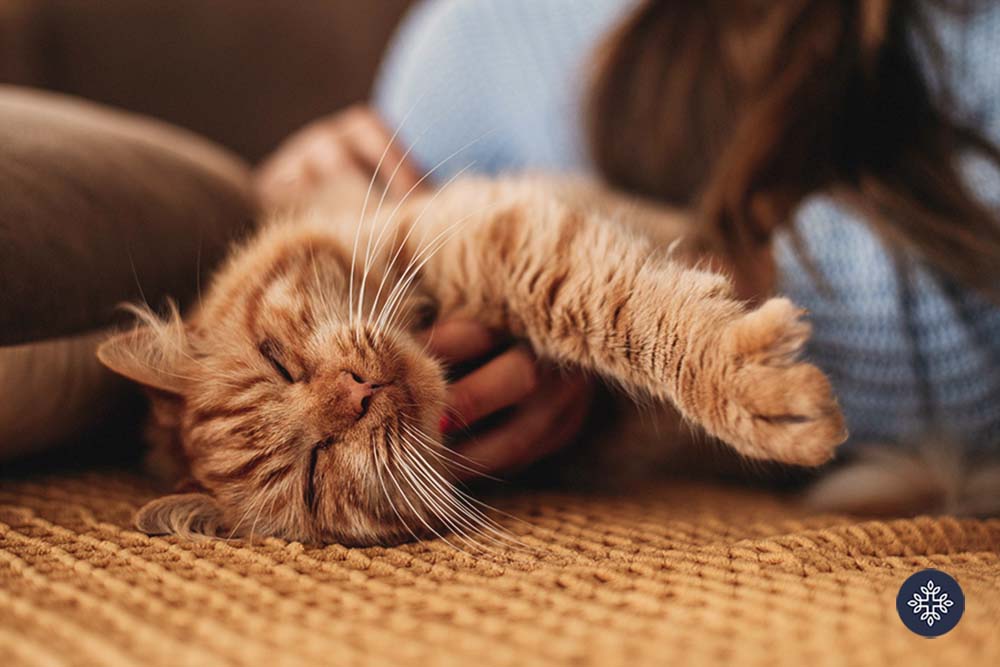 Relaxed cat on a bed