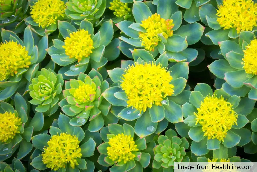 Rhodiola Rosea plant