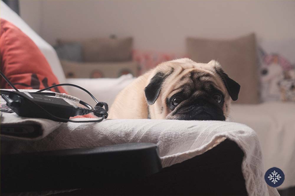 Sad looking pug dog laying on a bed