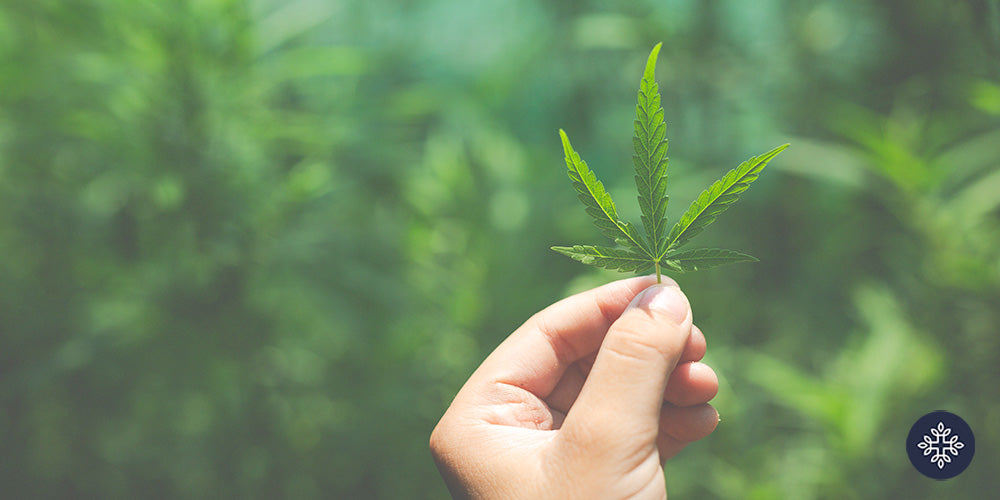 A hand holding a leaf of hemp