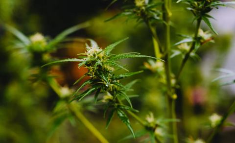 A healthy cannabis plant up close