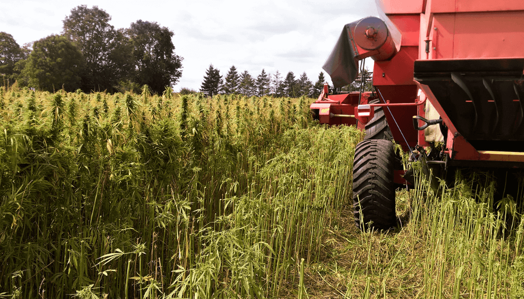 a hemp farm with a red tractor on the side