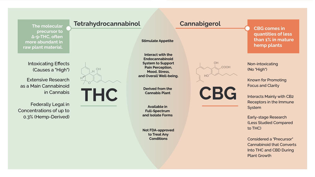 An infographic comparing THC and CBG, similarities and differences