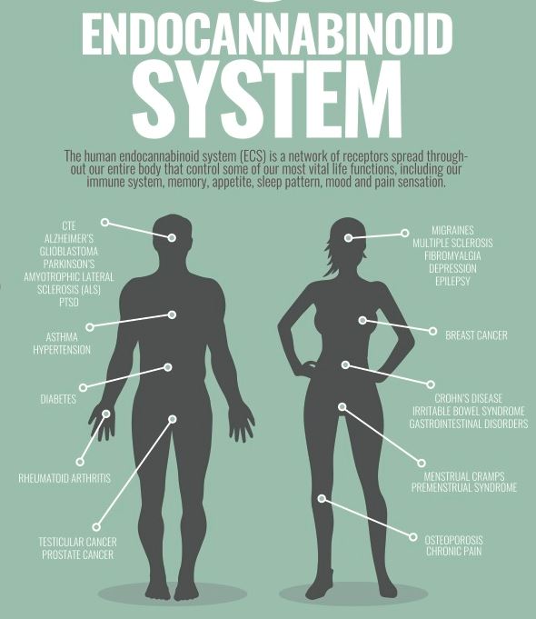 How Does CBD Work? CBD & The Endocannabinoid System