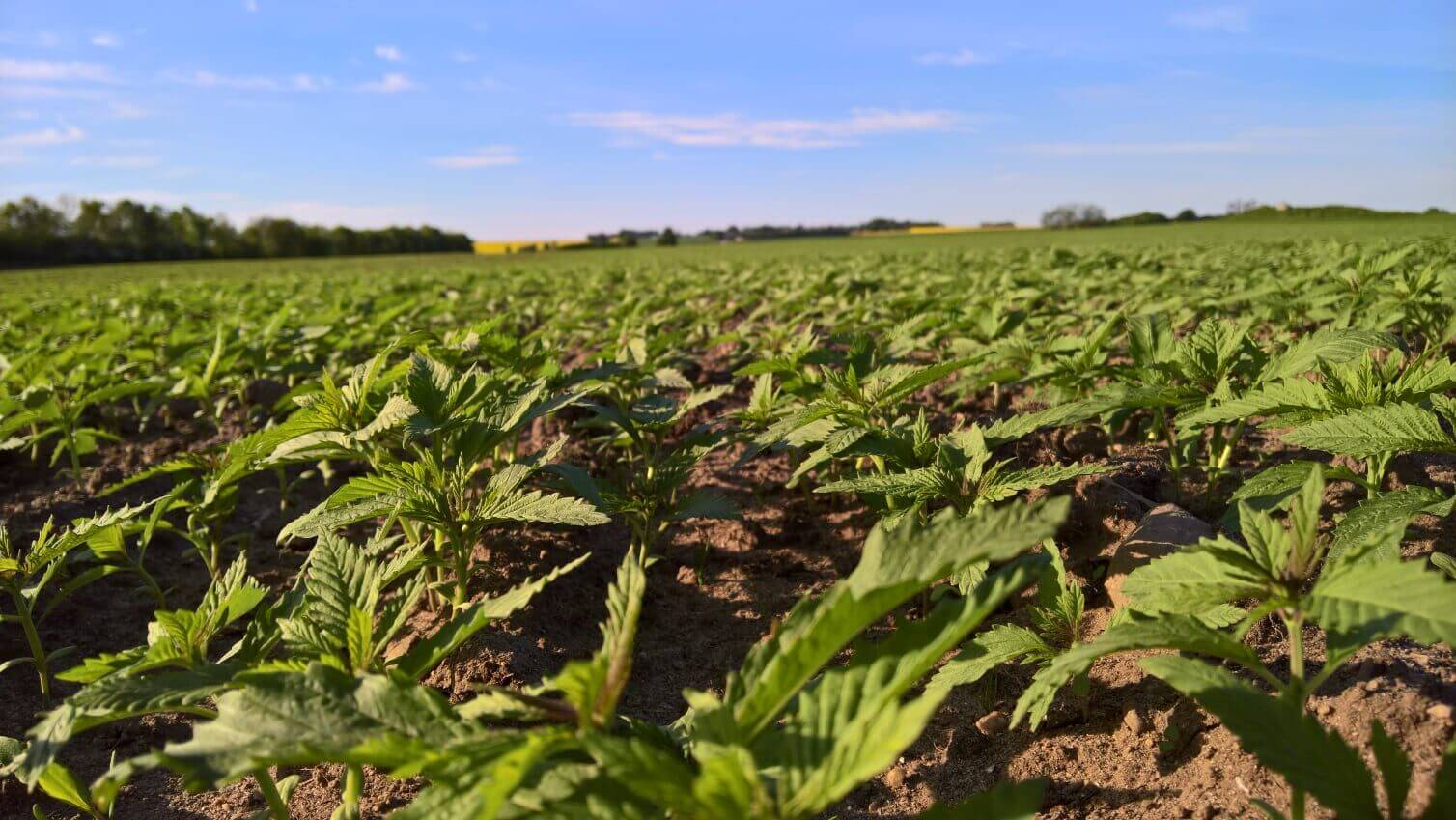 neurogan danish hemp farm