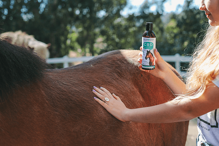 Use CBD Horse Massage Oil