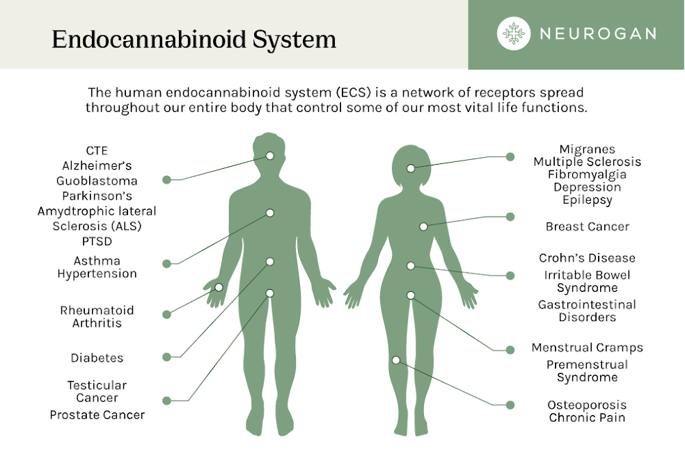 An infographic on the endocannabinoid system