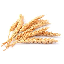 Hydrolyzed organic wheat protein