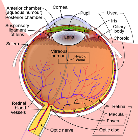 RONTEN,Human Eye Anatomical Model, Accurate Eye Model