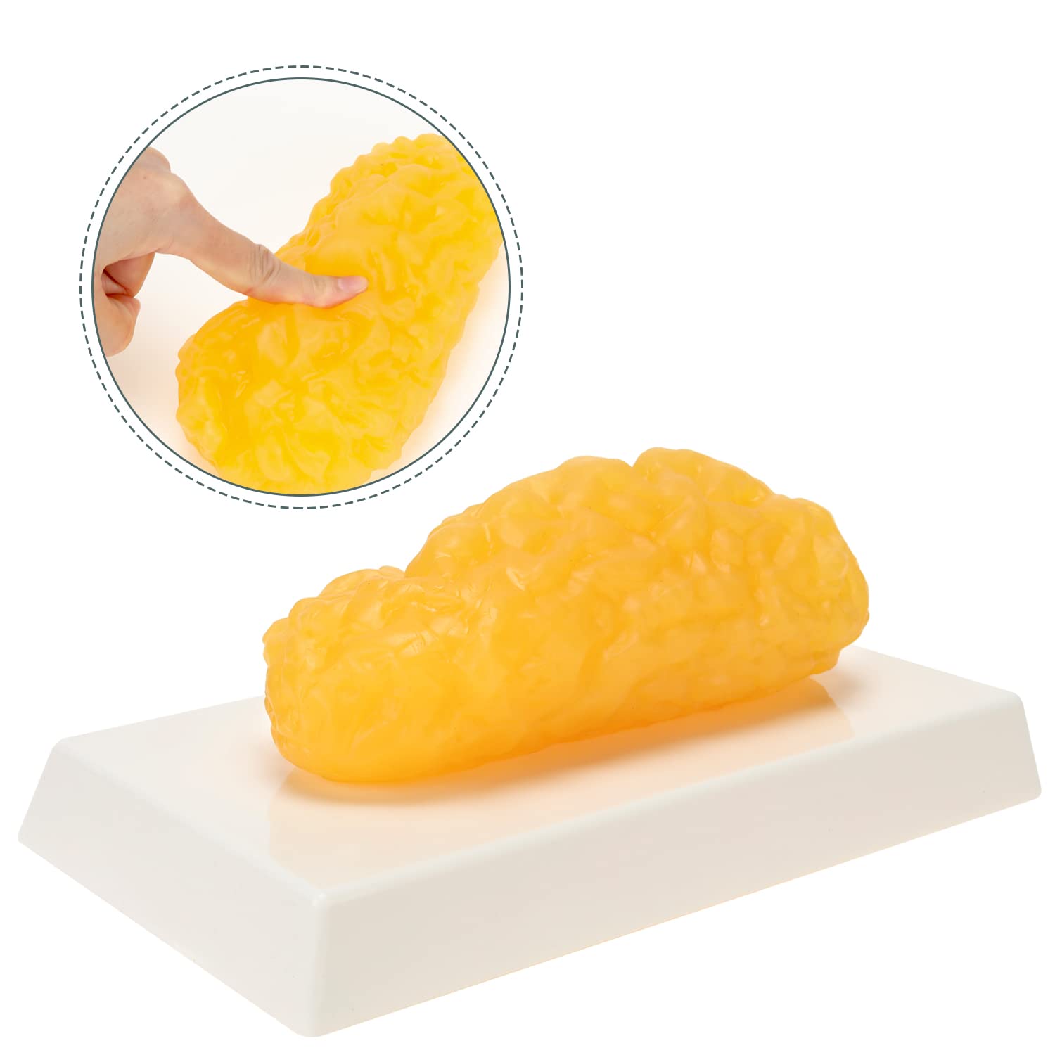 RONTEN Human Body 1 lb Fat Anatomy Model for Anatomy Class Display