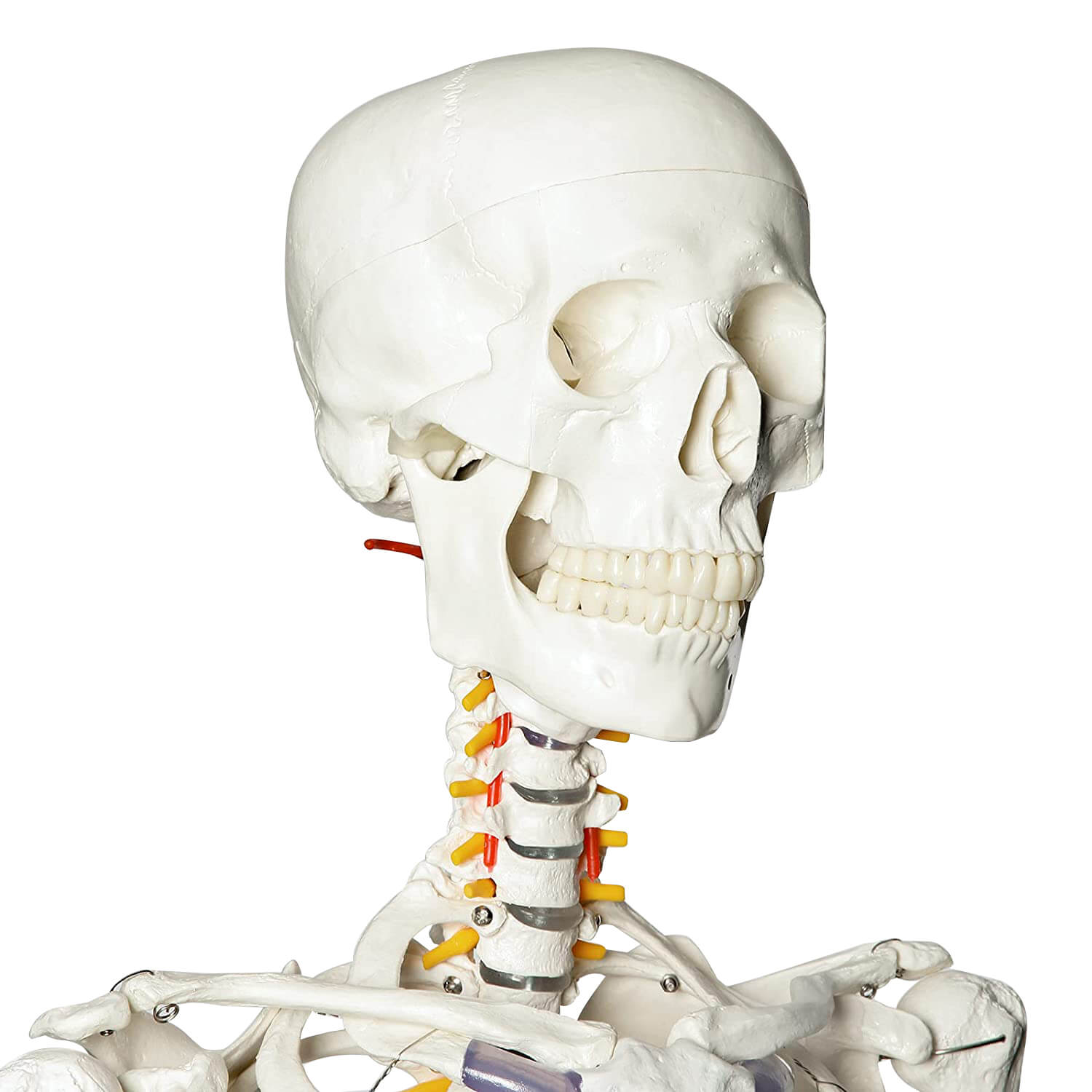 human skeleton model full size