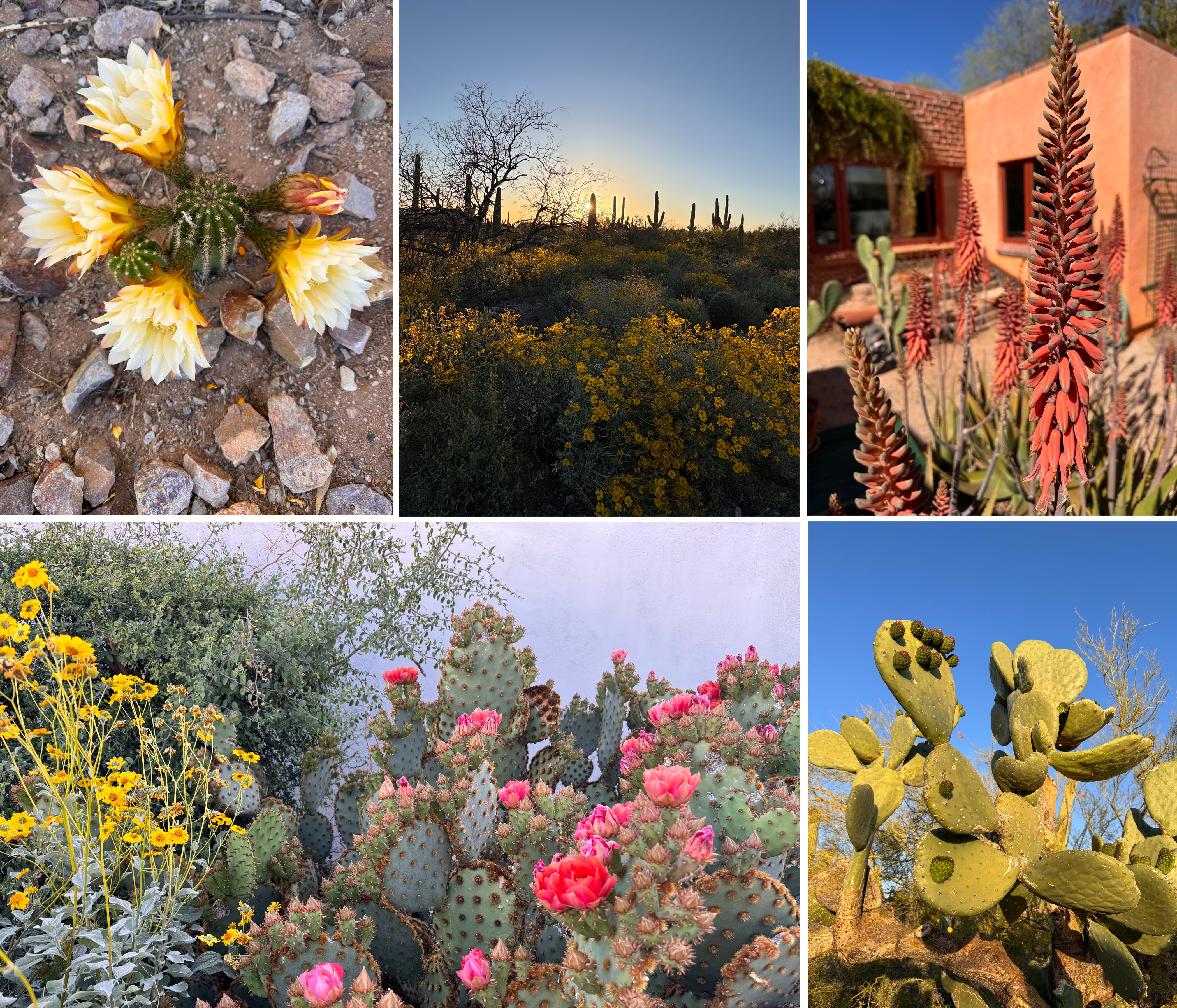 Allen Designs Studios Tuscan Sonora Desert Blooms