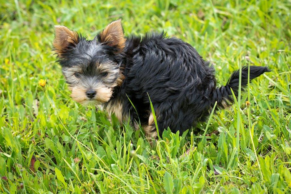 how many times should a newborn puppy poop