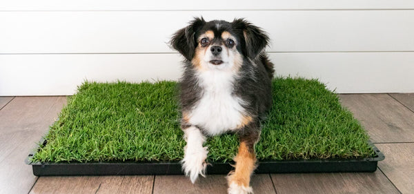 indoor grass potty pads for dogs