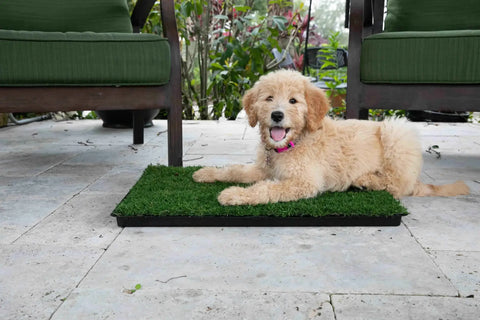 outdoor pee pads for dogs