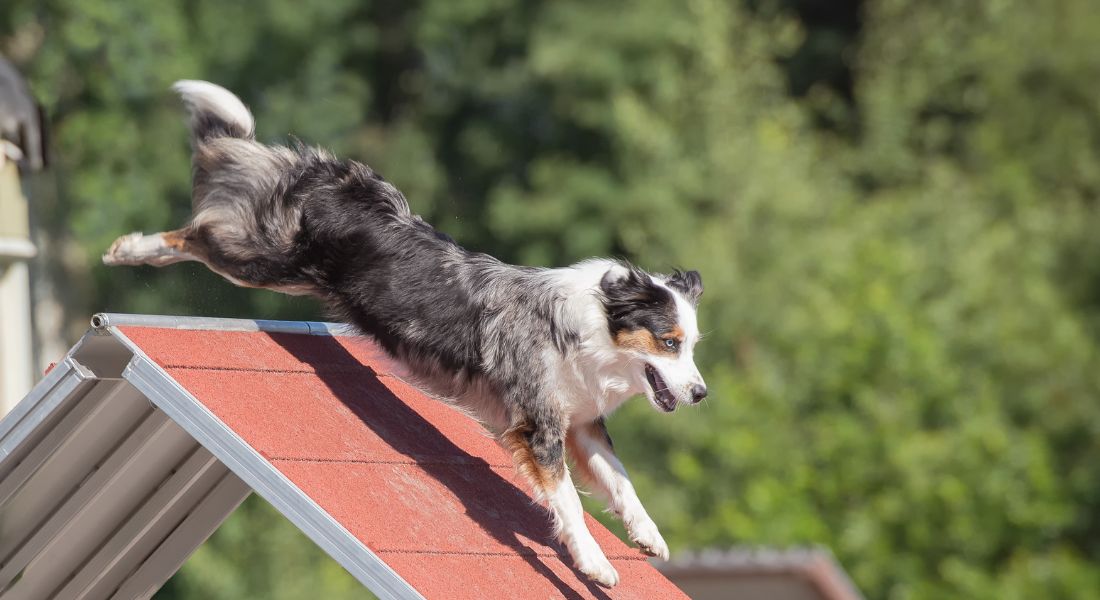 boarding-facilities-for-dogs