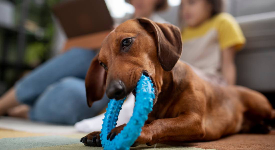 chewing-how-to-untrain-bad-dog-habits