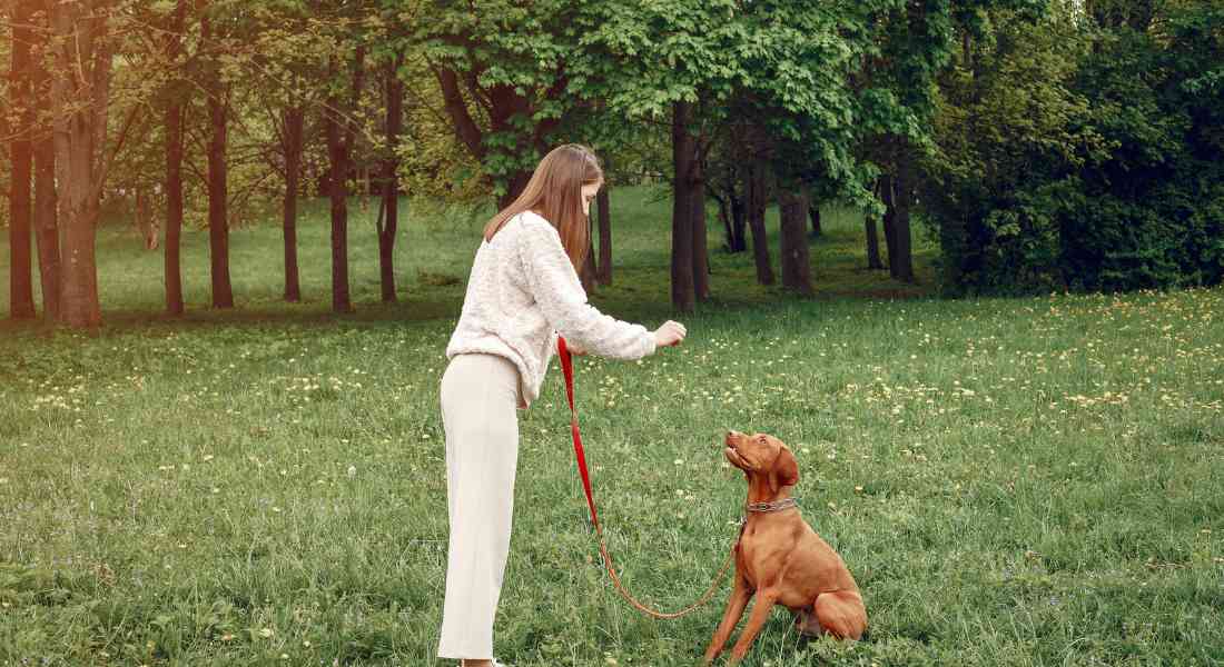 city-dog-walking