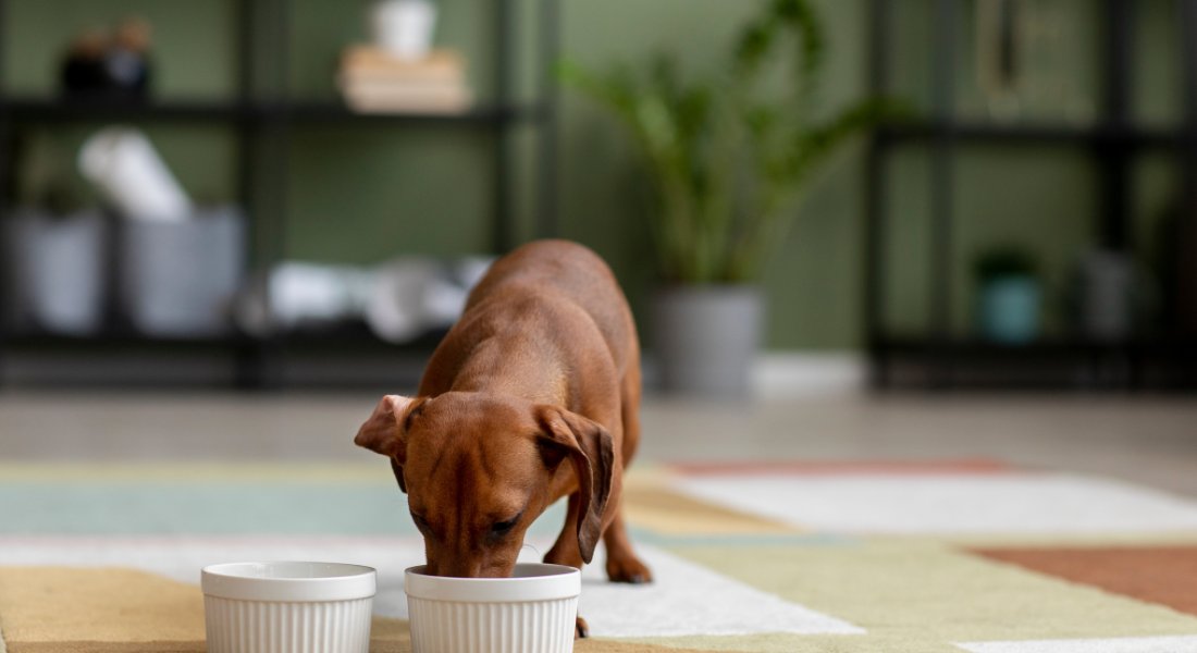 diet-management-for-kidney-health-in-dogs