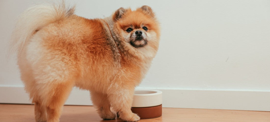 dog-eating-pet-bowl