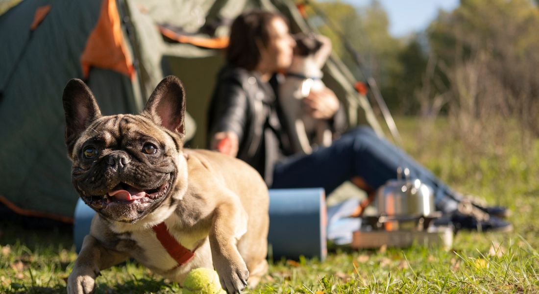 dog-friendly-valentines-date-ideas-camping