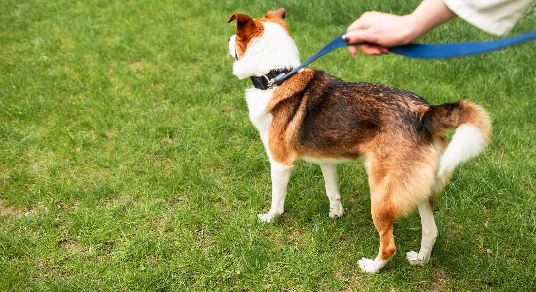 dog-pee-damage-on-lawn