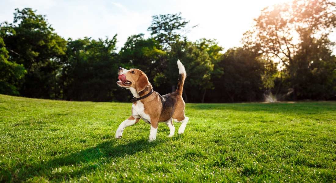 dog-running-on-grass