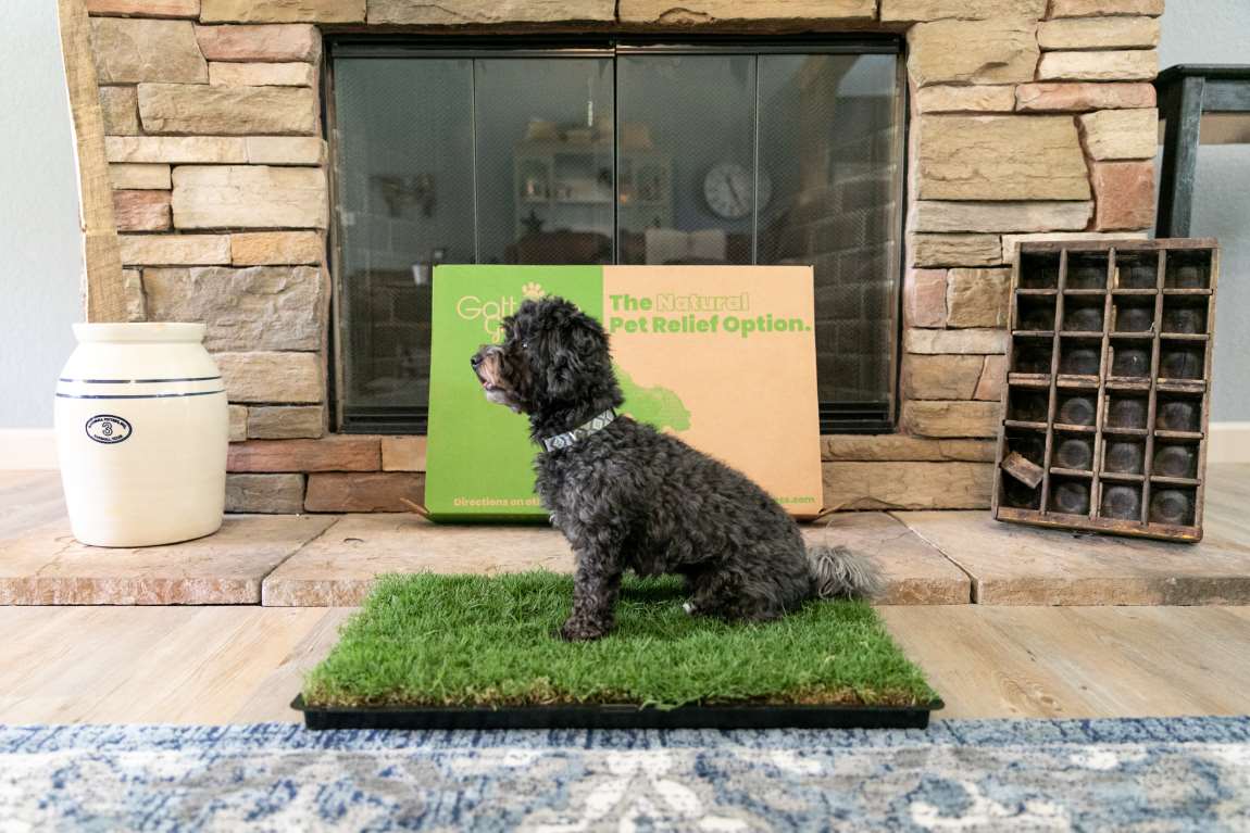 go-potty-command-for-apartment-dogs