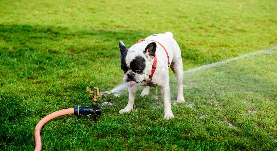 gotta-go-grass-pad-for-dogs-review