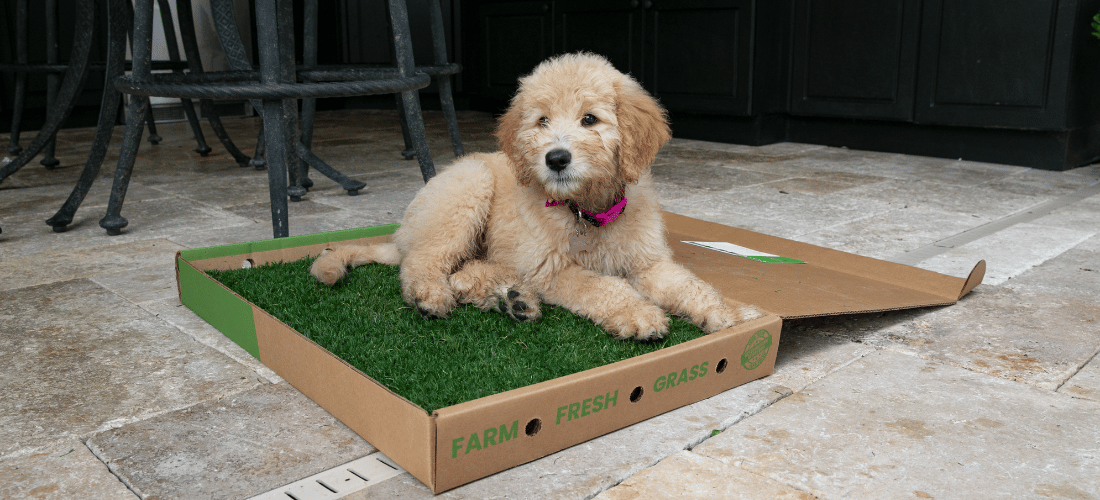 grass-pee-pad-for-dogs