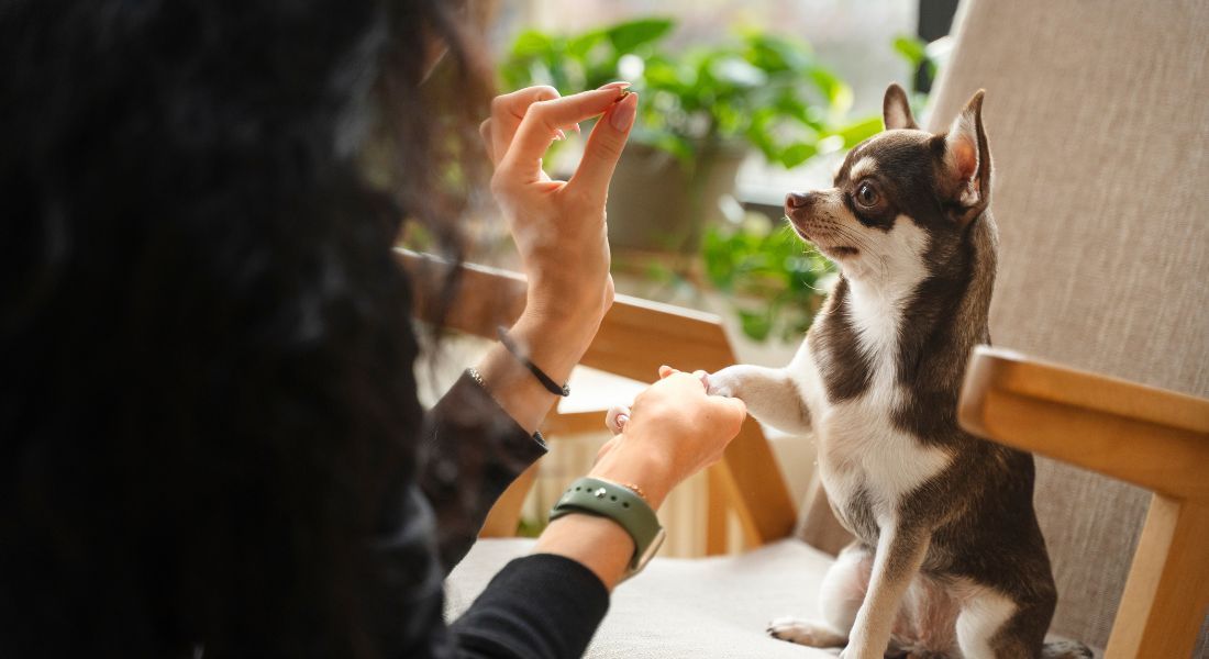 how-long-it-takes-for-dog-to-poop