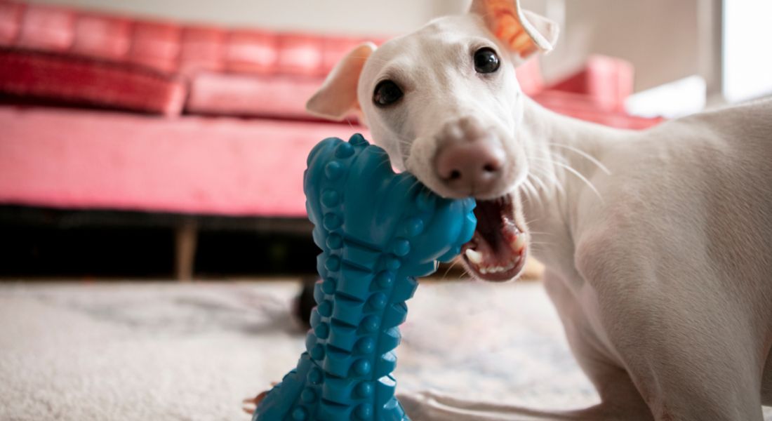 how-to-use-dog-dental-treats