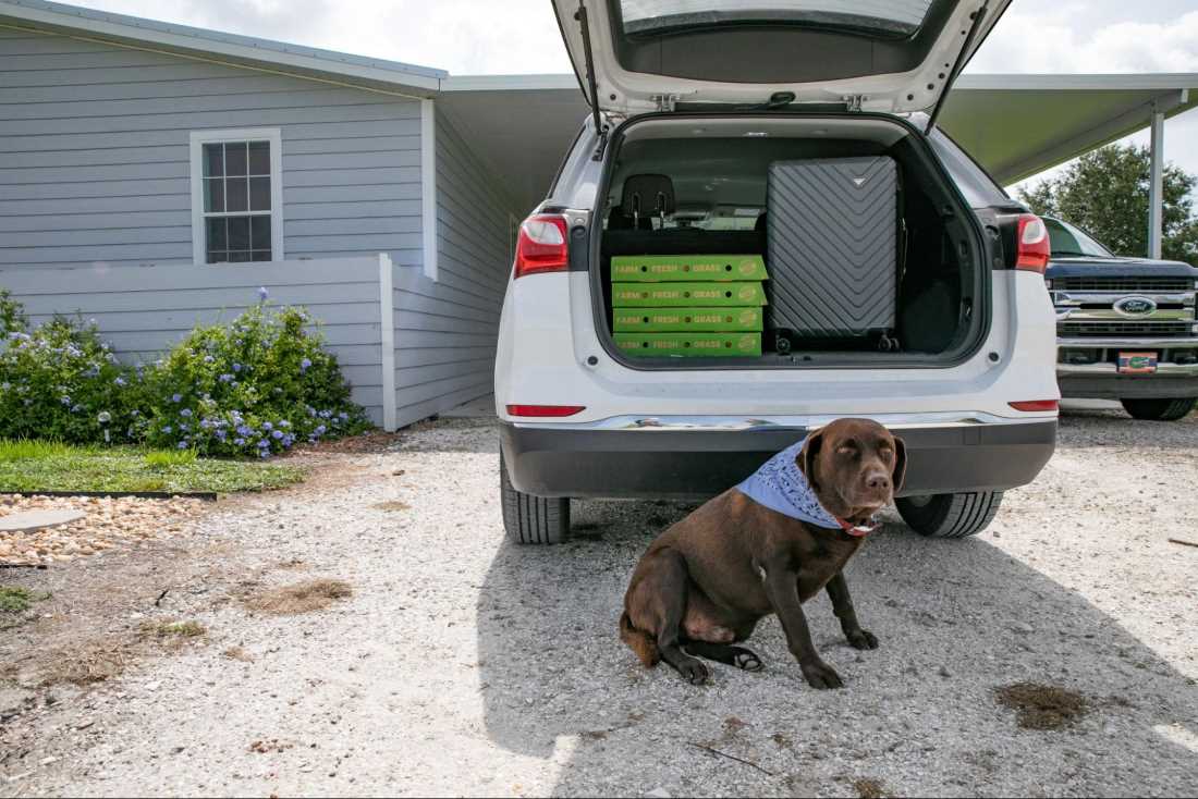 Dog Grass Pee Pad