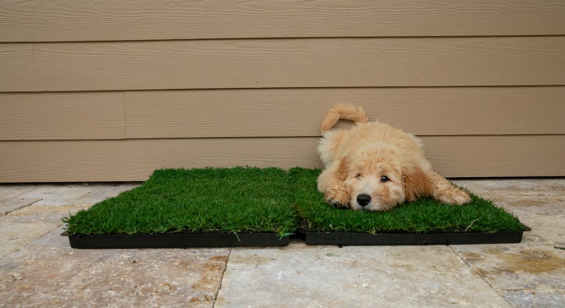 indoor-grass-pad-for-dogs-gotta-go-grass