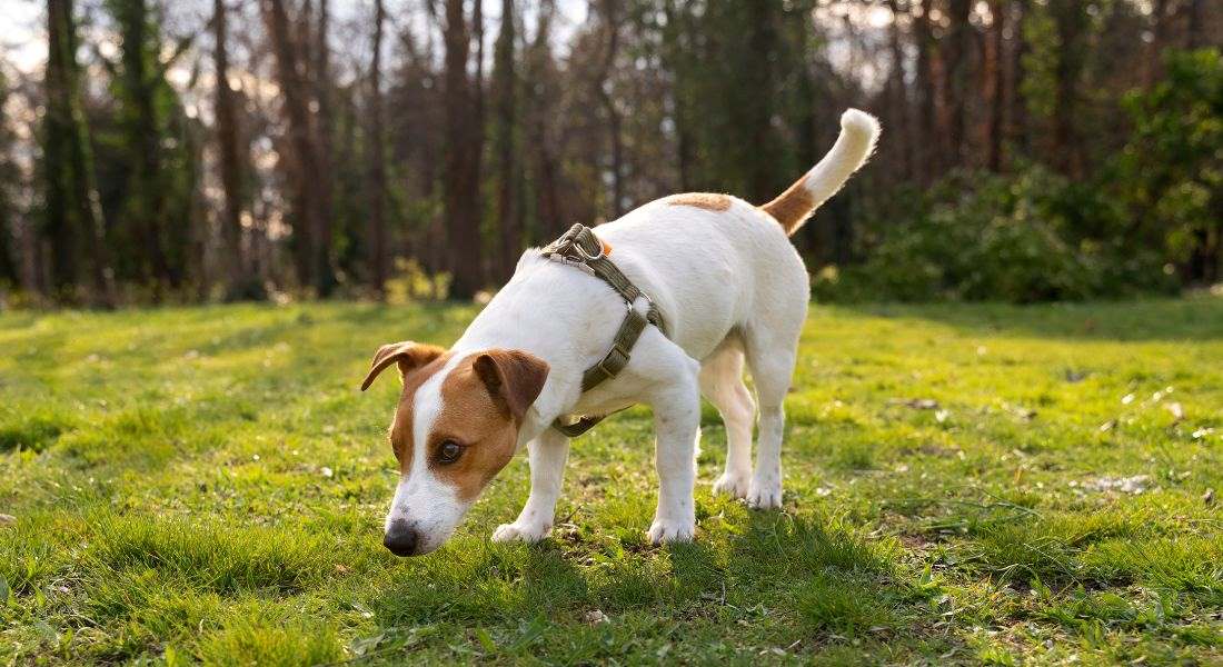 other-reasons-for-inappropriate-urination-in-dogs