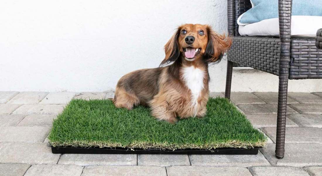 gotta-go-grass-pads-for-dogs