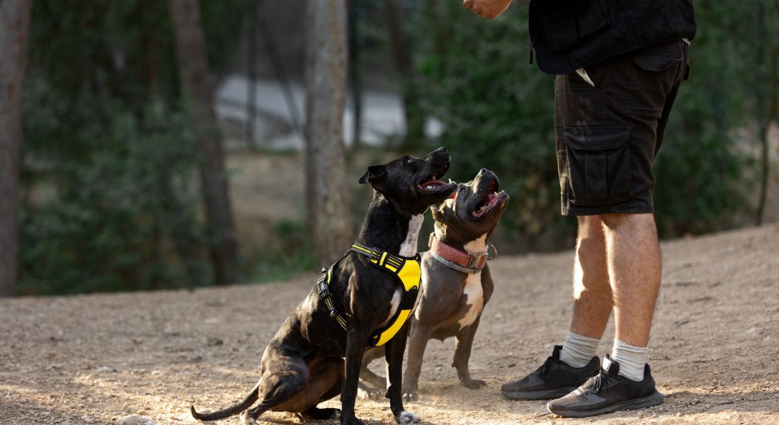 positive-reinforcement-dog-training-methods
