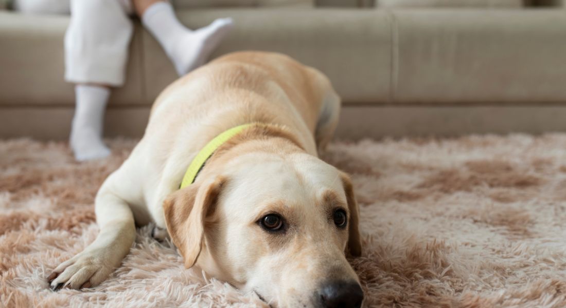 potty-training-dog-in-cold-weather