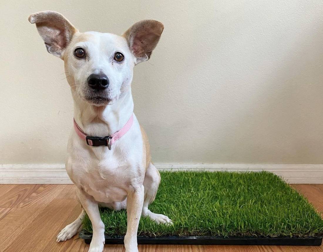 dog-grass-pad-with-tray-pet-travel-essentials