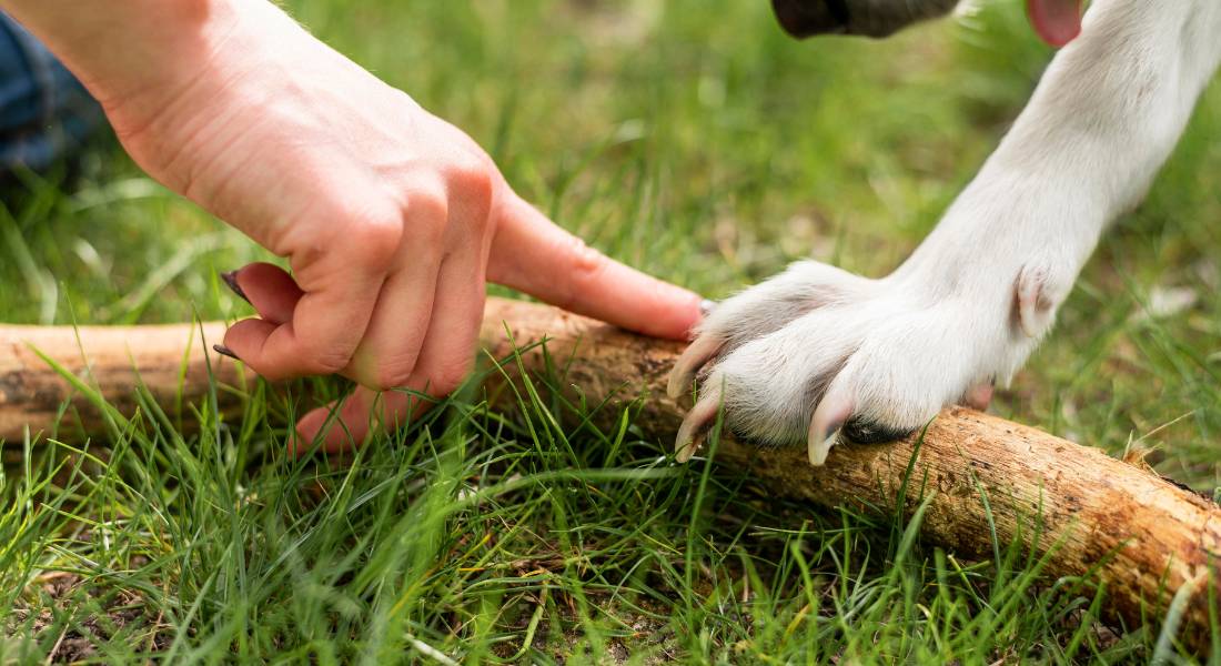 protect-paws-when-walking-dog-in-summer