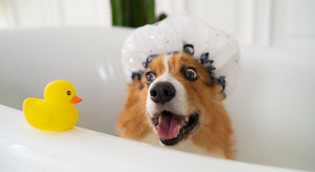 spring-cleaning-tips-keep-dog-clean