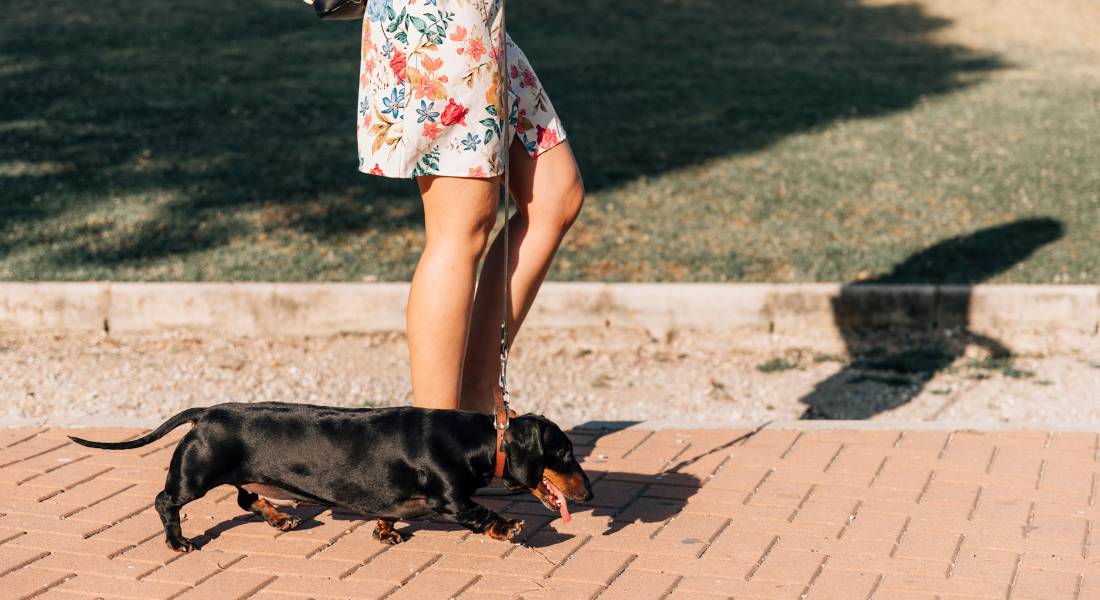 tips-to-safely-walk-dog-on-hot-days