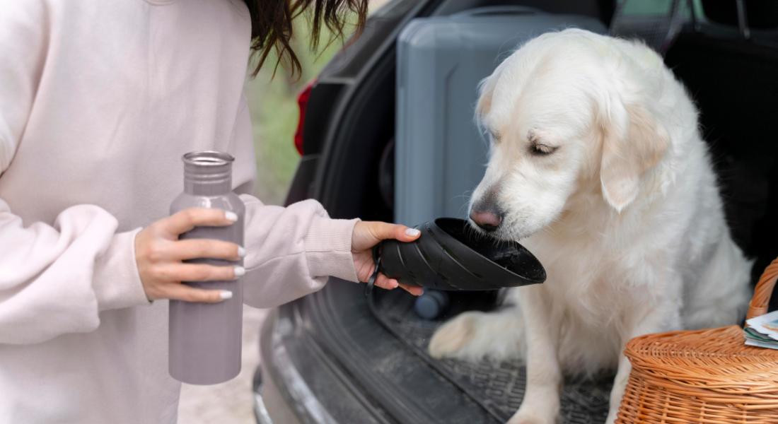 water-dispenser-bottle-traveling-with-dogs