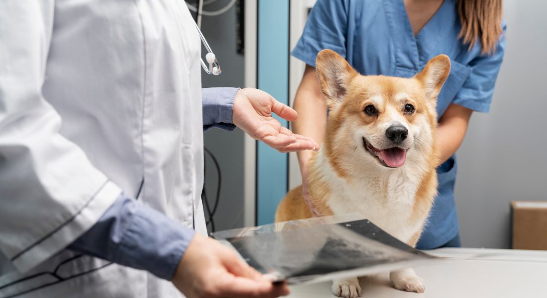 when-to-consult-vet