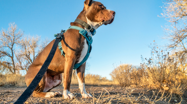 Choosing the Best Collar for Your Dog