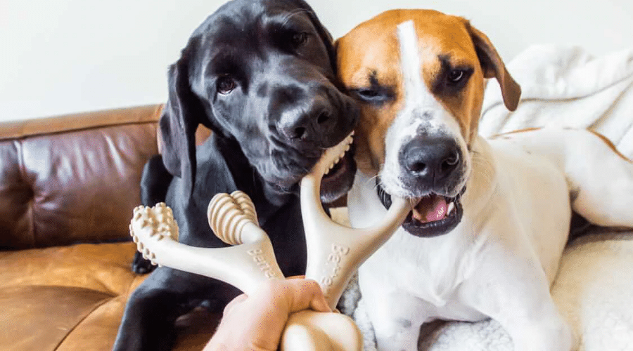 betterbone as a rawhide alternative