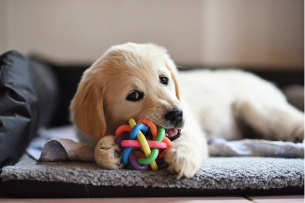 puppy ring toy