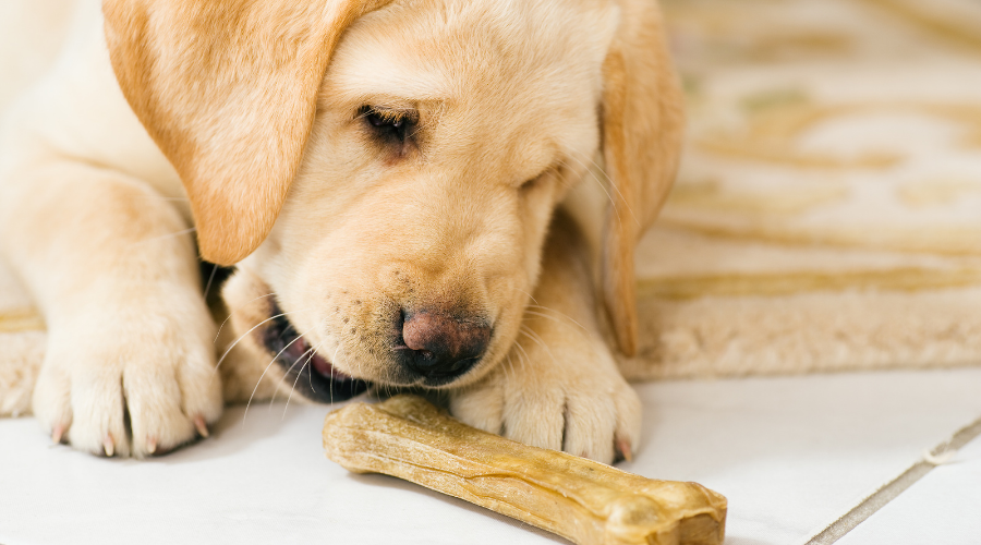 Can I give rawhide bones for puppies every day?